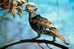 Kab Lake Grouse Hunting